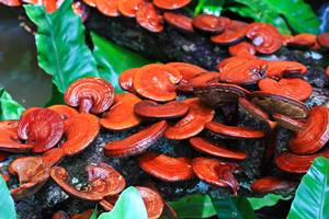 reishi.jpg