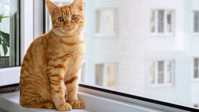 Sineklik talep artışındaki büyük rol kedilerin