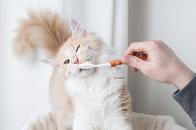 Sevimli yaramazların dişleri ne sıklıkta fırçalanmalı?