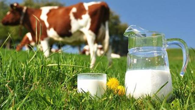 Süt miktarı yüzde 1,3, tavuk üretimi yüzde 13,4 arttı