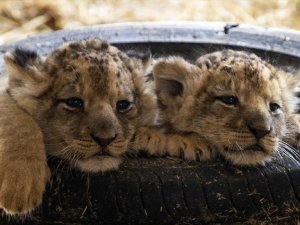 Aslan Parkour'da 3 aslan yavrusu dünyaya geldi