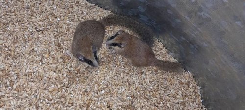 Tunceli'de ağaç yediuyurları görüntülendi