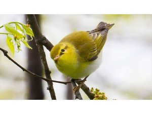 Hersek Lagünü'nde kuş türü sayısı 241'e yükseldi