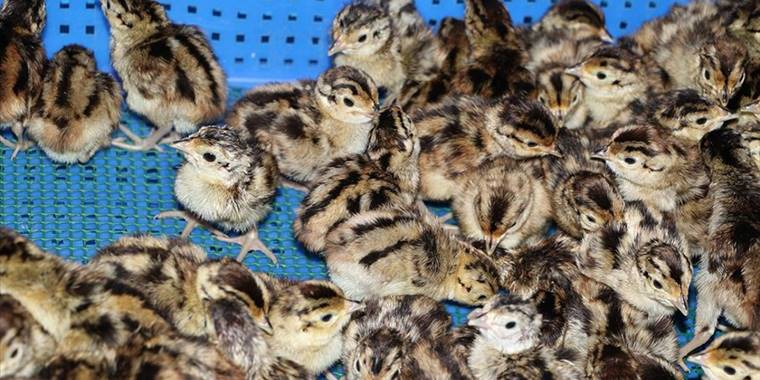 Samsun'daki üretim çiftliğinden doğaya 53 yılda 340 binden fazla sülün salındı