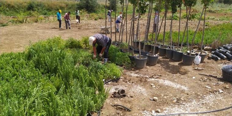 Mamak Belediyesi, Gökçeyurt Mahallesi'ndeki Ekolojik Vadi'yi Yeni Bitkilerle Buluşturuyor