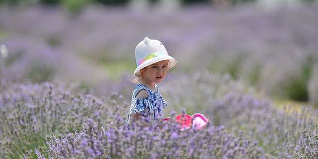 Karabük'te Mor Tarlalarda Lavanta Hasadı Başladı