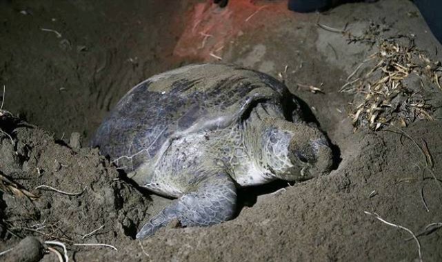 Deniz kaplumbağaları yumurta bırakmaya başladı