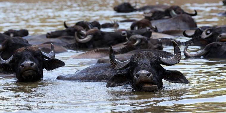 Muş'ta mandalar süt veriminin artması için Murat Nehri'nde serinletiliyor
