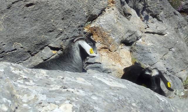 Konya'da kayalıklarda mahsur kalan keçiler, AFAD ekiplerince kurtarıldı