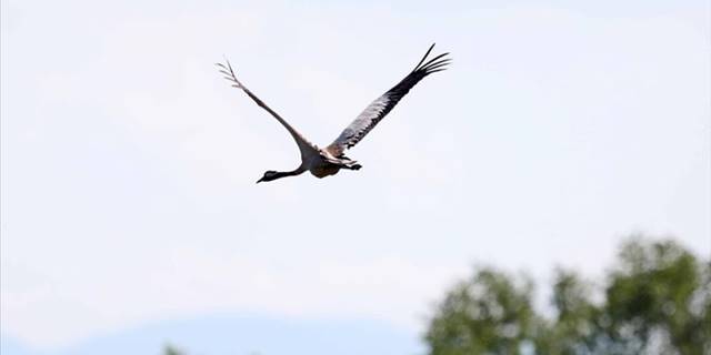 Kızılırmak Deltası'ndaki Anadolu dağ turnaları takip ediliyor