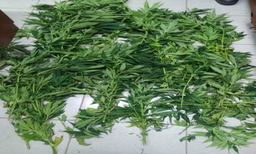 Konya'da ormanlık alanda Hint keneviri yetiştiren 2 kişi tutuklandı