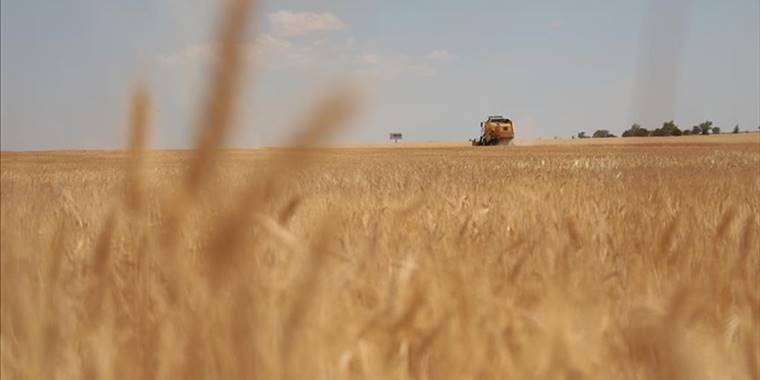 TMO Genel Müdürü Ahmet Güldal'dan hububat hasadı değerlendirmesi