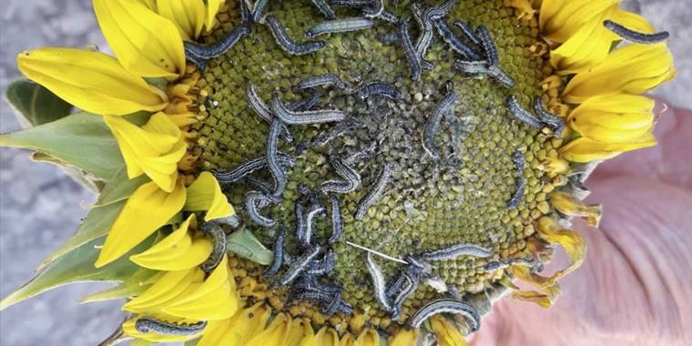 Eskişehir'de çayır tırtılı ile mücadele başladı