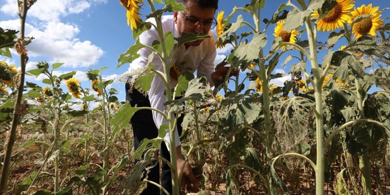Trakya'da çayır tırtılı görülen ayçiçeği ekili alanlar büyük oranda ilaçlandı