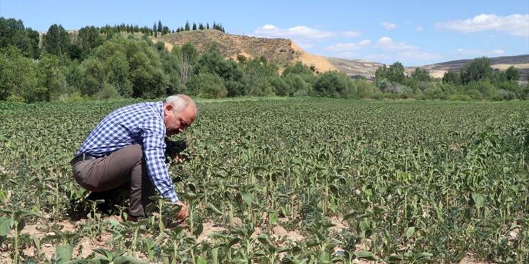 Çankırı'da dar gelirli aileler için atıl topraklarda tarım yapılıyor