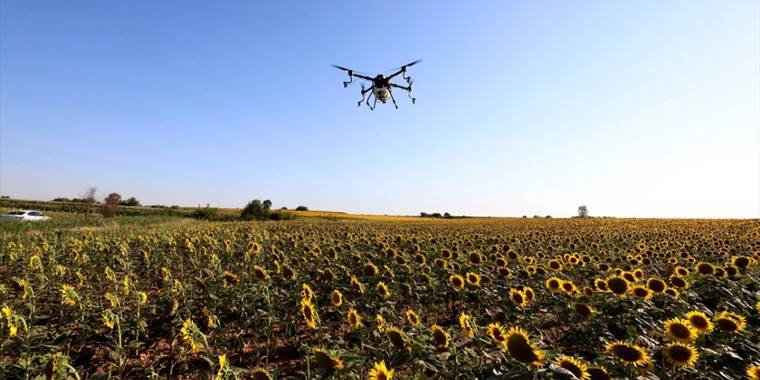 Çayır tırtılı sorunu kontrol altına alındı