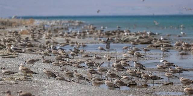 Besin azlığı ve aşırı sıcaklar nedeniyle Van Gölü havzasında martı ölümleri arttı