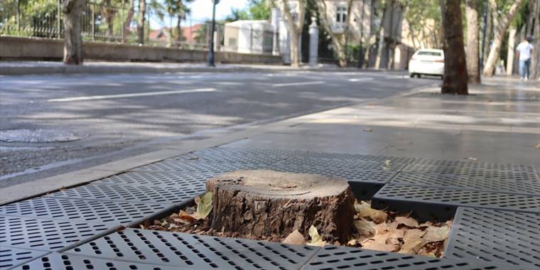 İBB'nin Dolmabahçe ve Çırağan'da kestiği çınarların yerine diktiği fidanlar kurudu