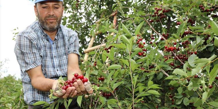 Çubuk'ta vişne hasadı başladı