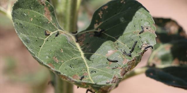 Çayır tırtılı 1975 ve 2012 yıllarında da ayçiçeği tarlalarını istila etmiş