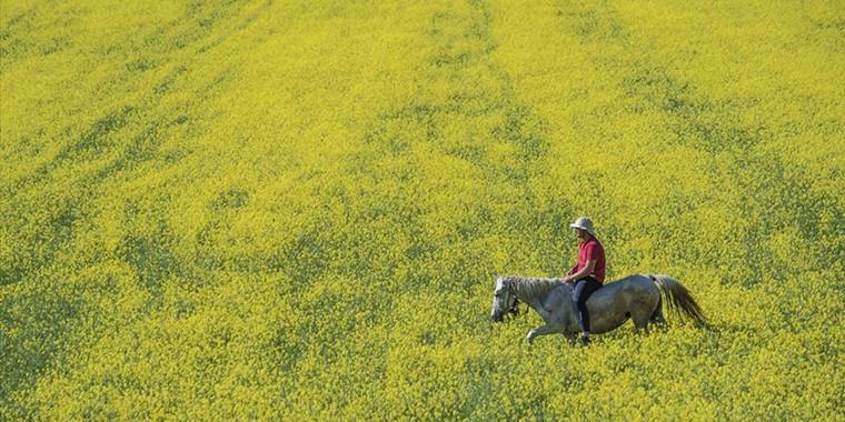 Kars ovalarında renklerin dansı