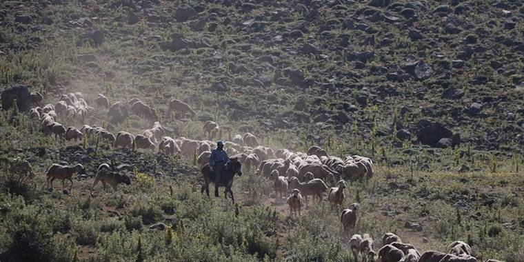 Sel nedeniyle boşaltılan köyünün yaylalarında 30 yıldır koyun otlatıyor