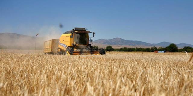 Elazığ'da yağışlar arpa ve buğdayda üretimi artırdı