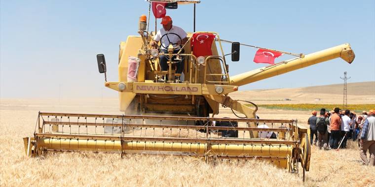 Aksaray'da deneme ekimi yapılan yerli ekmeklik buğday "Halis" hasat edildi