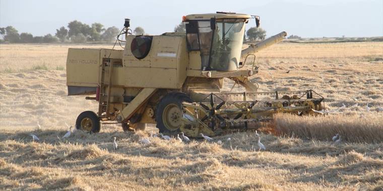 Sığır balıkçılları biçerdöver peşinde yiyecek avında