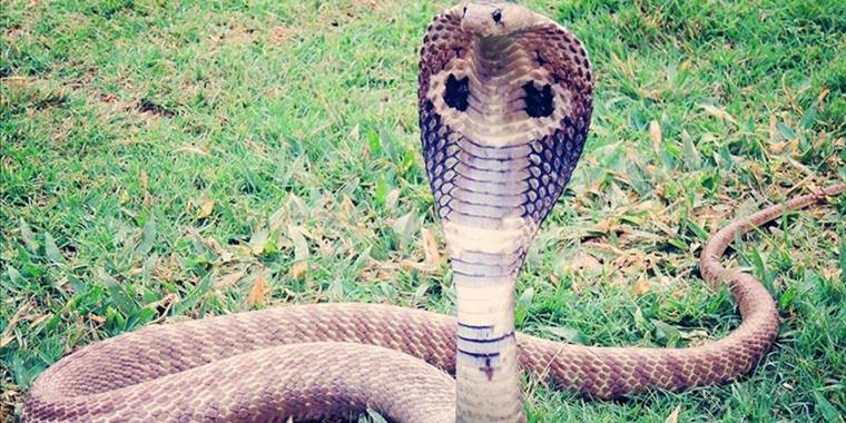 İstilacı türler boğa kurbağası ve yılan 16,3 milyar dolar küresel zarara yol açtı