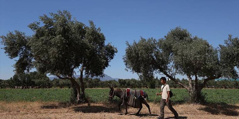Japon turist Merzifon'dan aldığı eşekle adım adım Türkiye'yi gezdi