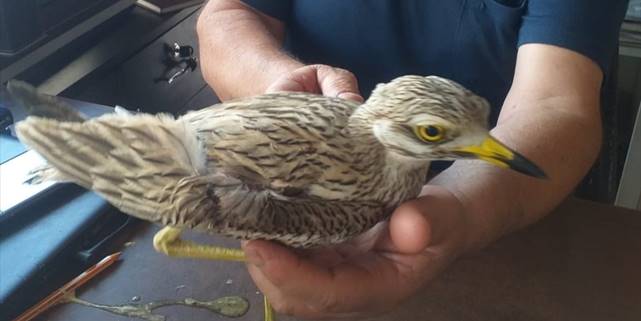 Kayseri'de yaralı kocagöz kuşu tedaviye alındı