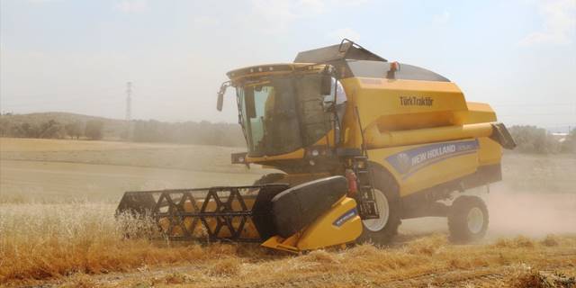 Çubuk'ta kırmızı mercimek hasadı başladı