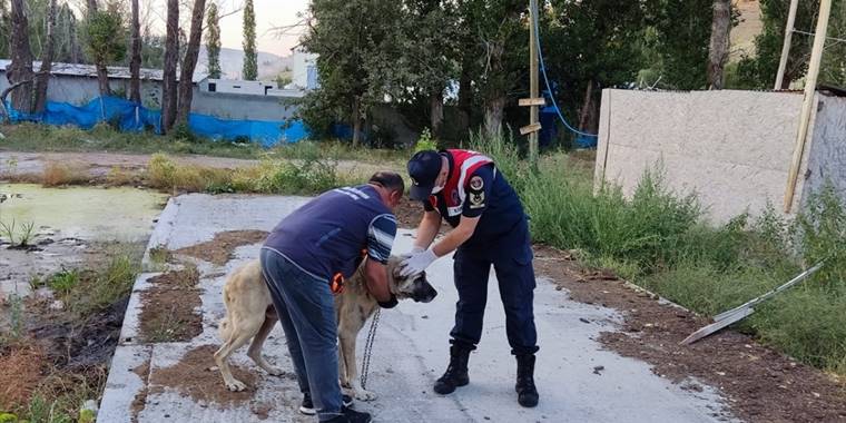 Sivas'ta köpeklerini aç ve susuz bırakan kişiye idari para cezası uygulandı