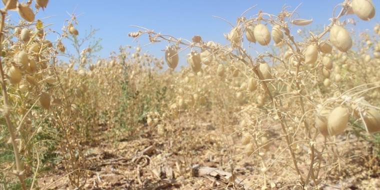 Karaman'da nohut hasadı sürüyor