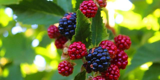 İstanbul’dan Malatya'daki köyüne dönerek böğürtlen üreticisi oldu