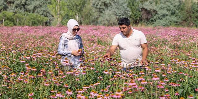 Vanlı çift kiralık arazide yetiştirdikleri ekinezyayı ilaç firmalarına satacak