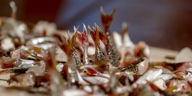 Bakanlığın desteğiyle 5 milyondan fazla balon balığının ekosisteme katılımı engellendi