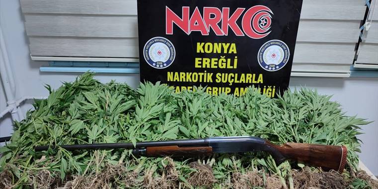 Konya'da 118 kök Hint keneviri ele geçirildi