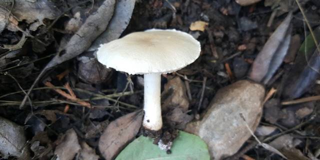 Denizli'de yeni bir mantar türü keşfedildi