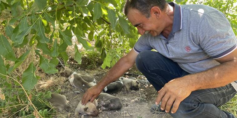 Toprak altından kurtarılan köpek ve 7 yavrusunun yeni yuvası elma bahçesi oldu