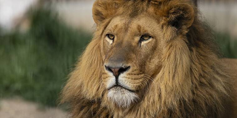 Aslan nüfusu son 20 yılda yüzde 43 azaldı