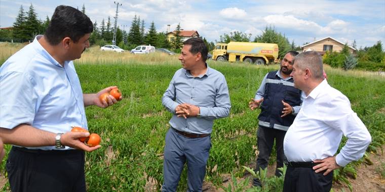 Kahramankazan'da belediye çalışanları, ihtiyaç sahipleri için sebze üretiyor