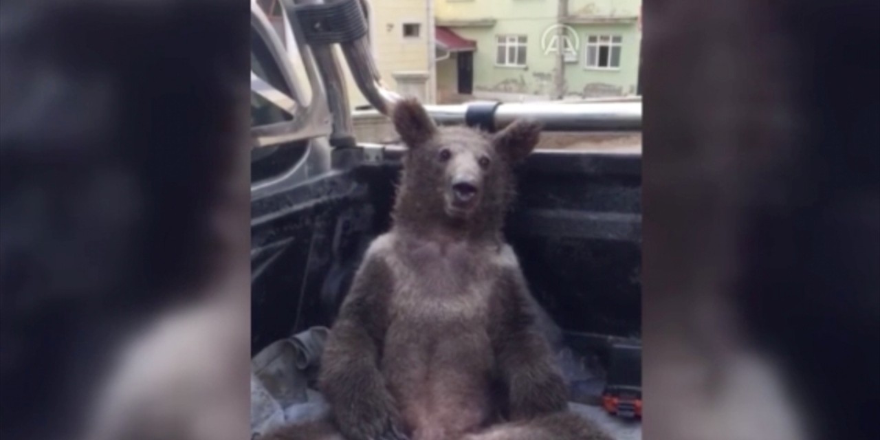 Düzce'de baygın halde bulunan ayı kurtarıldı