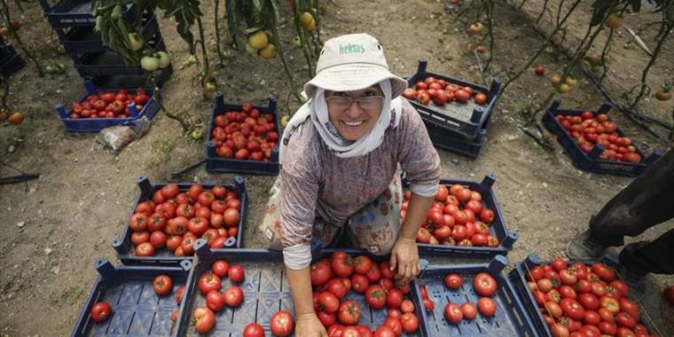 Yüksek proteinli domates suyu için kadın girişimciler kolları sıvadı