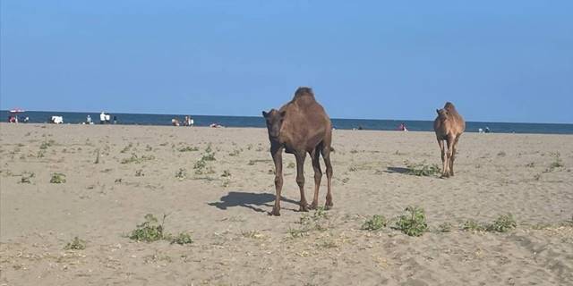 Samsun'da başıboş develer sahile indi
