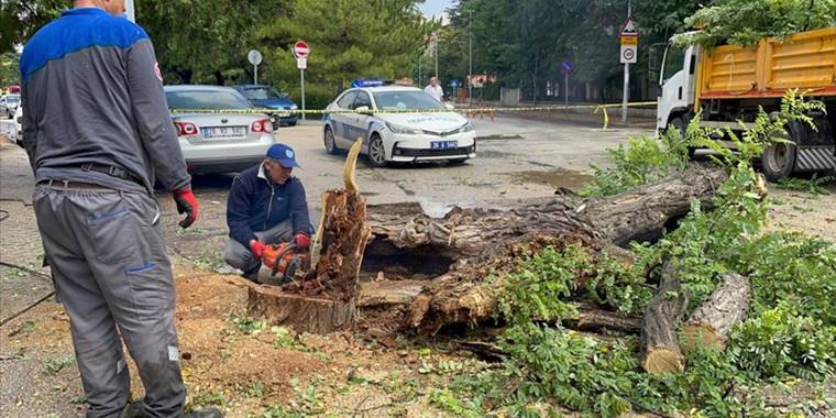 Eskişehir'de hafif ticari aracın üzerine ağaç devrildi
