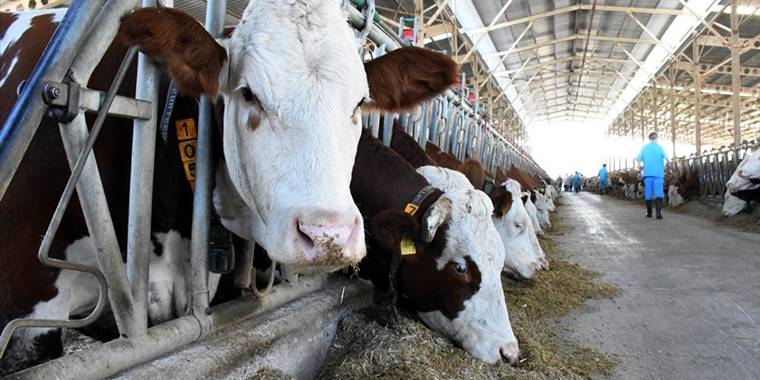 Gıda artıklarının yeme dönüştürülmesine yönelik yeni standartlar geliyor