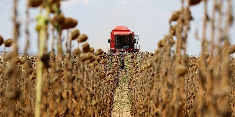 Türkiye'nin önemli ayçiçeği üretim merkezlerinden Edirne'de hasat mesaisi başladı