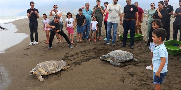 Deniz kaplumbağaları tedavi edilip mavi sulara uğurlandı